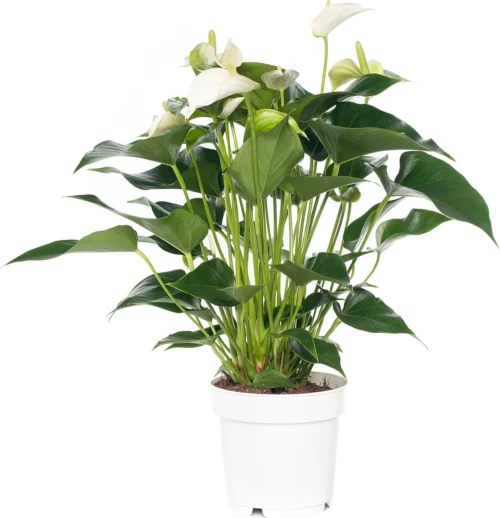 Flamingoplant (Anthurium Andreanum 'White Champion') D 14 H 50 Cm