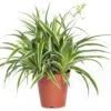 Graslelie (Chlorophytum Comosum 'Ocean') D 15 H 20 Cm -Groene Tuin Winkel 8717263112549 3 1