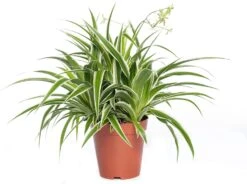 Graslelie (Chlorophytum Comosum 'Ocean') D 15 H 20 Cm
