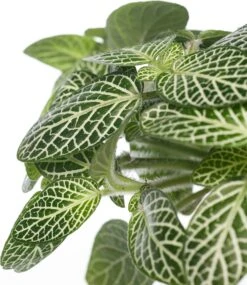 Mozaïekplant (Fittonia 'Mont Blanc') D 10,5 H 15 Cm -Groene Tuin Winkel 8717263112624 1 1