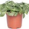 Mozaïekplant (Fittonia 'Mont Blanc') D 10,5 H 15 Cm -Groene Tuin Winkel 8717263112624 3 1