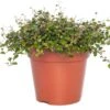Muehlenbeckia (Muehlenbeckia Complexa 'Mao'ri') D 12 H 15 Cm 2 Muehlenbeckia (Muehlenbeckia Complexa 'Mao'ri') D 12 H 15 Cm -Groene Tuin Winkel 8717263112747 2 1