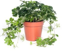 Suikerdruifje (Parthenocissus 'Striata') D 12 H 20 Cm