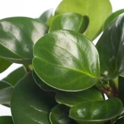 Peperomia (Peperomia Obtusifolia 'Green Gold') D 12 H 20 Cm -Groene Tuin Winkel 8717263112884 2 3