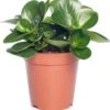 Peperomia (Peperomia Obtusifolia 'Green Gold') D 15 H 25 Cm -Groene Tuin Winkel 8717263112891 3 1