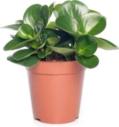 Peperomia (Peperomia Obtusifolia 'Green Gold') D 15 H 25 Cm