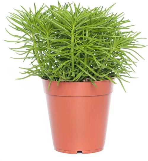 Kruiskruid (Senecio Archeri 'Himalaya') D 12 H 15 Cm -Groene Tuin Winkel 8717263113218 3 1