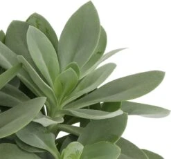 Kruiskruid (Senecio Mountain Fire 'Bright Bleu') D 12 H 20 Cm -Groene Tuin Winkel 8717263113256 2 1