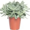 Kruiskruid (Senecio Mountain Fire 'Bright Bleu') D 12 H 20 Cm -Groene Tuin Winkel 8717263113256 3 1