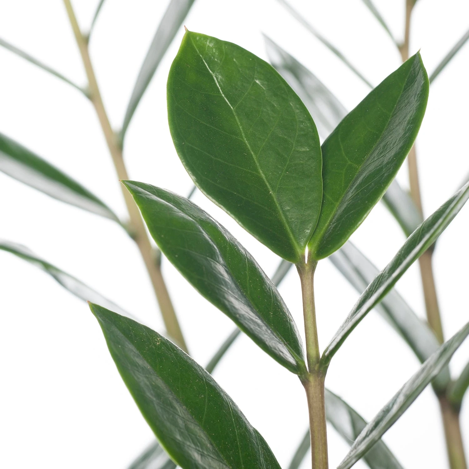 Zamioculcas (Zamioculcas Zamiifolia) D 14 H 50 Cm 4 Zamioculcas (Zamioculcas Zamiifolia) D 14 H 50 Cm - Afbeelding 2