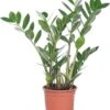 Zamioculcas (Zamioculcas Zamiifolia) D 14 H 50 Cm -Groene Tuin Winkel 8717263113294 3