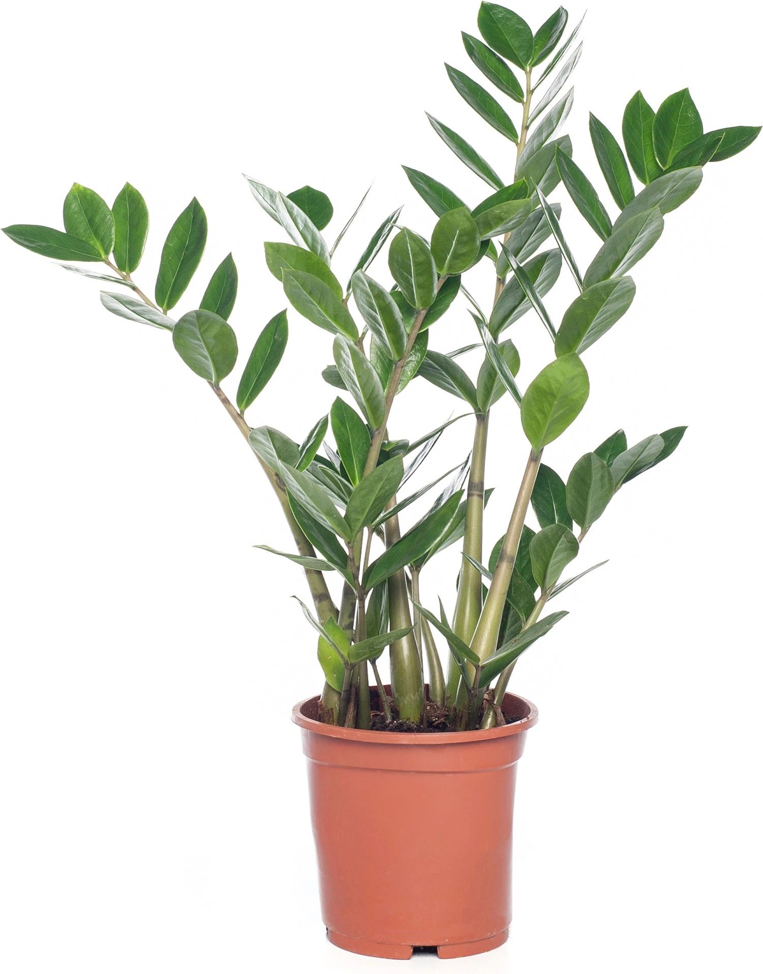 Zamioculcas (Zamioculcas Zamiifolia) D 14 H 50 Cm 3 Zamioculcas (Zamioculcas Zamiifolia) D 14 H 50 Cm