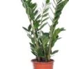 Zamioculcas (Zamioculcas Zamiifolia) D 17 H 60 Cm -Groene Tuin Winkel 8717263113300 3 1