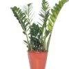 Zamioculcas (Zamioculcas Zamiifolia) D 21 H 80 Cm 1 Zamioculcas (Zamioculcas Zamiifolia) D 21 H 80 Cm -Groene Tuin Winkel 8717263113317 3