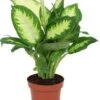 Dieffenbachia (Dieffenbachia 'Camilla') D 12 H 40 Cm