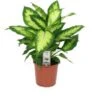 Dieffenbachia (Dieffenbachia 'Camilla') D 17 H 55 Cm 2 Dieffenbachia (Dieffenbachia 'Camilla') D 17 H 55 Cm -Groene Tuin Winkel 8717263113416 1