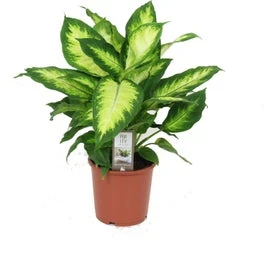 Dieffenbachia (Dieffenbachia 'Camilla') D 17 H 55 Cm 3 Dieffenbachia (Dieffenbachia 'Camilla') D 17 H 55 Cm