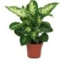 Dieffenbachia (Dieffenbachia 'Compacta') D 12 H 40 Cm 1 Dieffenbachia (Dieffenbachia 'Compacta') D 12 H 40 Cm -Groene Tuin Winkel 8717263113430 1