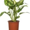 Dieffenbachia (Dieffenbachia 'Compacta') D 17 H 60 Cm -Groene Tuin Winkel 8717263113447 1