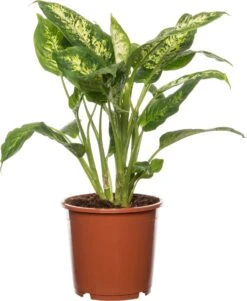 Dieffenbachia (Dieffenbachia 'Compacta') D 17 H 60 Cm