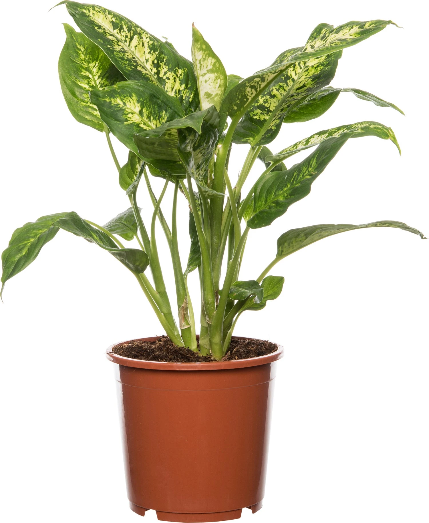 Dieffenbachia (Dieffenbachia 'Compacta') D 17 H 60 Cm 3 Dieffenbachia (Dieffenbachia 'Compacta') D 17 H 60 Cm