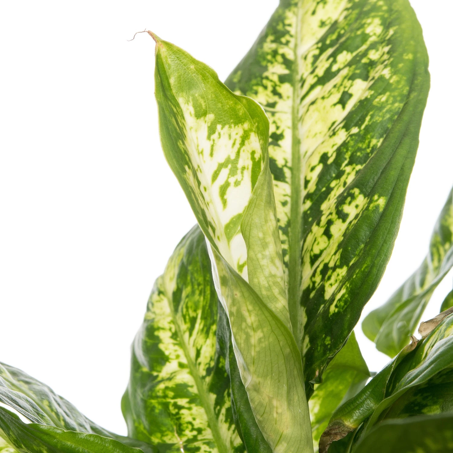 Dieffenbachia (Dieffenbachia 'Compacta') D 17 H 60 Cm 4 Dieffenbachia (Dieffenbachia 'Compacta') D 17 H 60 Cm - Afbeelding 2