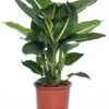 Dieffenbachia (Dieffenbachia 'Green Magic') D 17 H 65 Cm -Groene Tuin Winkel 8717263113461 3