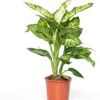 Dieffenbachia (Dieffenbachia 'Sublime') D 17 H 65 Cm 2 Dieffenbachia (Dieffenbachia 'Sublime') D 17 H 65 Cm -Groene Tuin Winkel 8717263113515 3