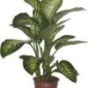 Dieffenbachia (Dieffenbachia Seguine 'Tropic Snow') D 24 H 90 Cm -Groene Tuin Winkel 8717263113539 1 1