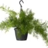 Sierasperge In Hangpot (Asparagus Densiflorus 'Sprengeri') D 17 H 35 Cm 2 Sierasperge In Hangpot (Asparagus Densiflorus 'Sprengeri') D 17 H 35 Cm -Groene Tuin Winkel 8717263113607