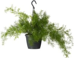 Sierasperge In Hangpot (Asparagus Densiflorus 'Sprengeri') D 17 H 35 Cm