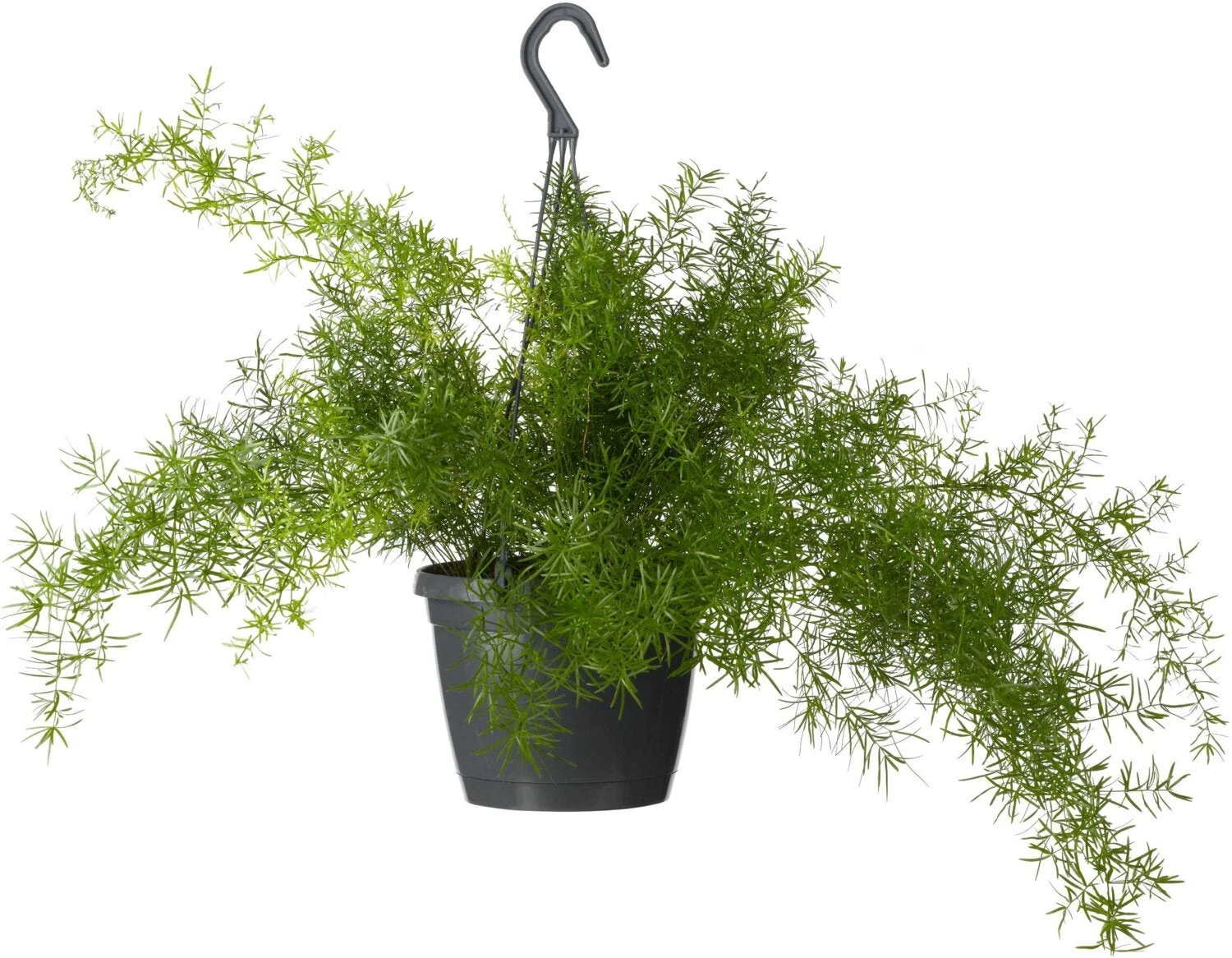 Sierasperge In Hangpot (Asparagus Densiflorus 'Sprengeri') D 17 H 35 Cm 4 Sierasperge In Hangpot (Asparagus Densiflorus 'Sprengeri') D 17 H 35 Cm - Afbeelding 2