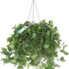 Vaderplant In Hangpot (Tradescantia 'Green Hill') D 17 H 35 Cm -Groene Tuin Winkel 8717263113621