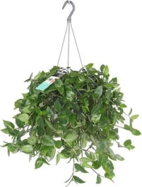 Vaderplant In Hangpot (Tradescantia 'Green Hill') D 17 H 35 Cm 3 Vaderplant In Hangpot (Tradescantia 'Green Hill') D 17 H 35 Cm