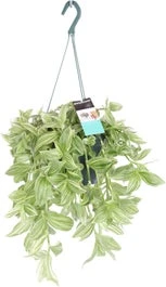 Vaderplant In Hangpot (Tradescantia 'Ivory Hill') D 17 H 40 Cm