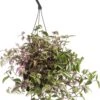 Vaderplant In Hangpot (Tradescantia Fluminensis 'Quadricolor') D 17 H 35 Cm