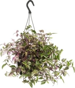 Vaderplant In Hangpot (Tradescantia Fluminensis 'Quadricolor') D 17 H 35 Cm