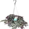 Vaderplant In Hangpot (Tradescantia Zebrina 'Purpusii') D 17 H 30 Cm 2 Vaderplant In Hangpot (Tradescantia Zebrina 'Purpusii') D 17 H 30 Cm -Groene Tuin Winkel 8717263113676