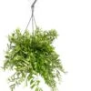 Lipstickplant In Hangpot (Aeschynanthus 'Japhrolepis') D 15 H 25 Cm -Groene Tuin Winkel 8717263113706 2