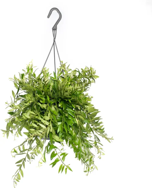 Lipstickplant In Hangpot (Aeschynanthus 'Japhrolepis') D 15 H 25 Cm
