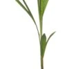 Kokospalm (Cocos Nucifera) D 19 H 120 Cm -Groene Tuin Winkel 8717263113829 1