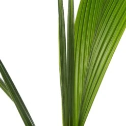 Kokospalm (Cocos Nucifera) D 19 H 120 Cm -Groene Tuin Winkel 8717263113829 2