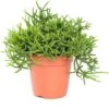 Rotskoraal (Rhipsalis Heteroclada) D 12 H 25 Cm -Groene Tuin Winkel 8717263113973 3 1