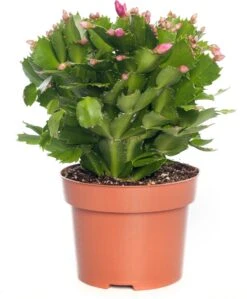 Lidcactus (Schlumbergera) Paars D 13 H 35 Cm -Groene Tuin Winkel 8717263114161 2 1