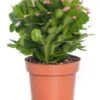 Lidcactus (Schlumbergera) Paars D 13 H 35 Cm -Groene Tuin Winkel 8717263114161 3 1