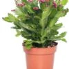 Lidcactus (Schlumbergera) Rood D 13 H 35 Cm -Groene Tuin Winkel 8717263114192 2 1