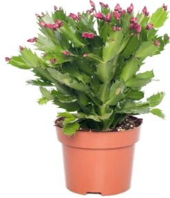 Lidcactus (Schlumbergera) Rood D 13 H 35 Cm