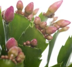 Lidcactus (Schlumbergera) Roze D 13 H 35 Cm -Groene Tuin Winkel 8717263114222 1 3