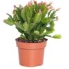 Lidcactus (Schlumbergera) Roze D 13 H 35 Cm -Groene Tuin Winkel 8717263114222 2 1