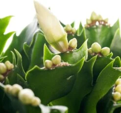 Lidcactus (Schlumbergera) Wit D 13 H 35 Cm 5 Lidcactus (Schlumbergera) Wit D 13 H 35 Cm -Groene Tuin Winkel 8717263114253 1